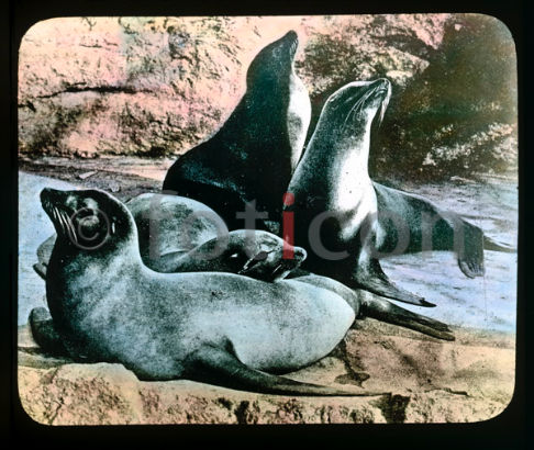 Seelöwen | Sea Lions - Foto foticon-600-simon-meer-363-026.jpg | foticon.de - Bilddatenbank für Motive aus Geschichte und Kultur